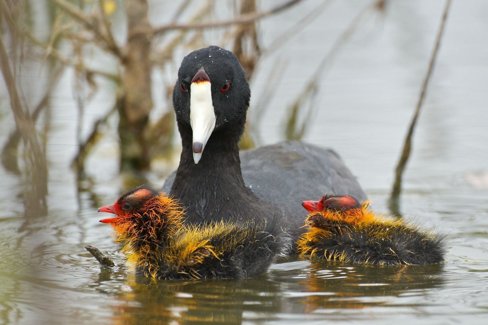 The head of a coot