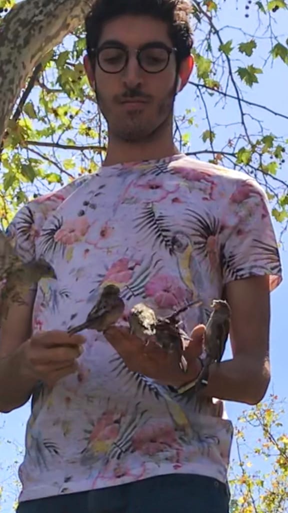 Holding sparrows in Spain