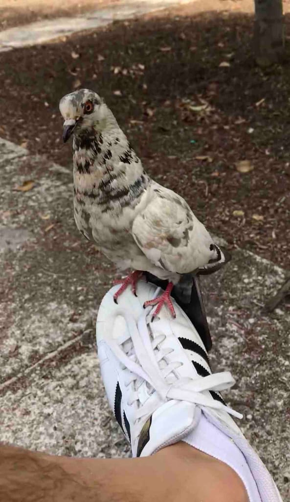 Balancing a pigeon on my shoe