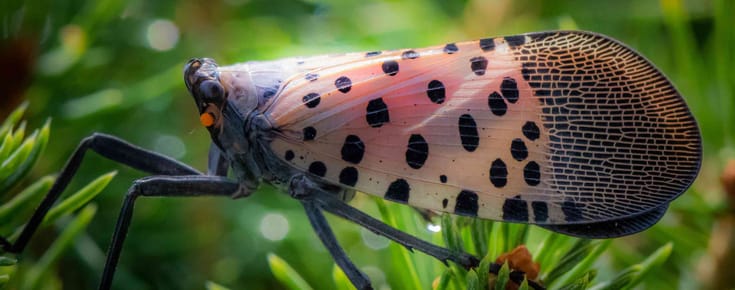 The Invasive Hitchhiker In Your Backyard: The Journey of the Spotted Lanternfly 🐞🧳🏡