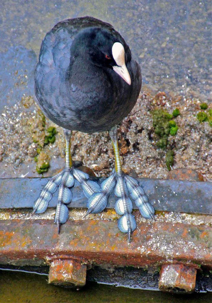 Look at the giant feet on a coot