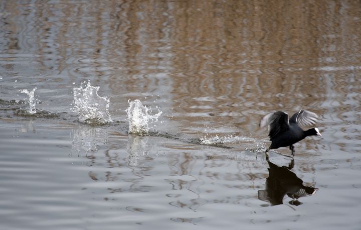 Coots run on water